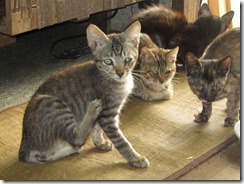 Cat_quartet